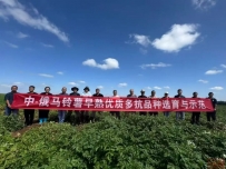 一带一路 | 中俄中哈马铃薯国际合作项目专家到我县考察项目进展情况